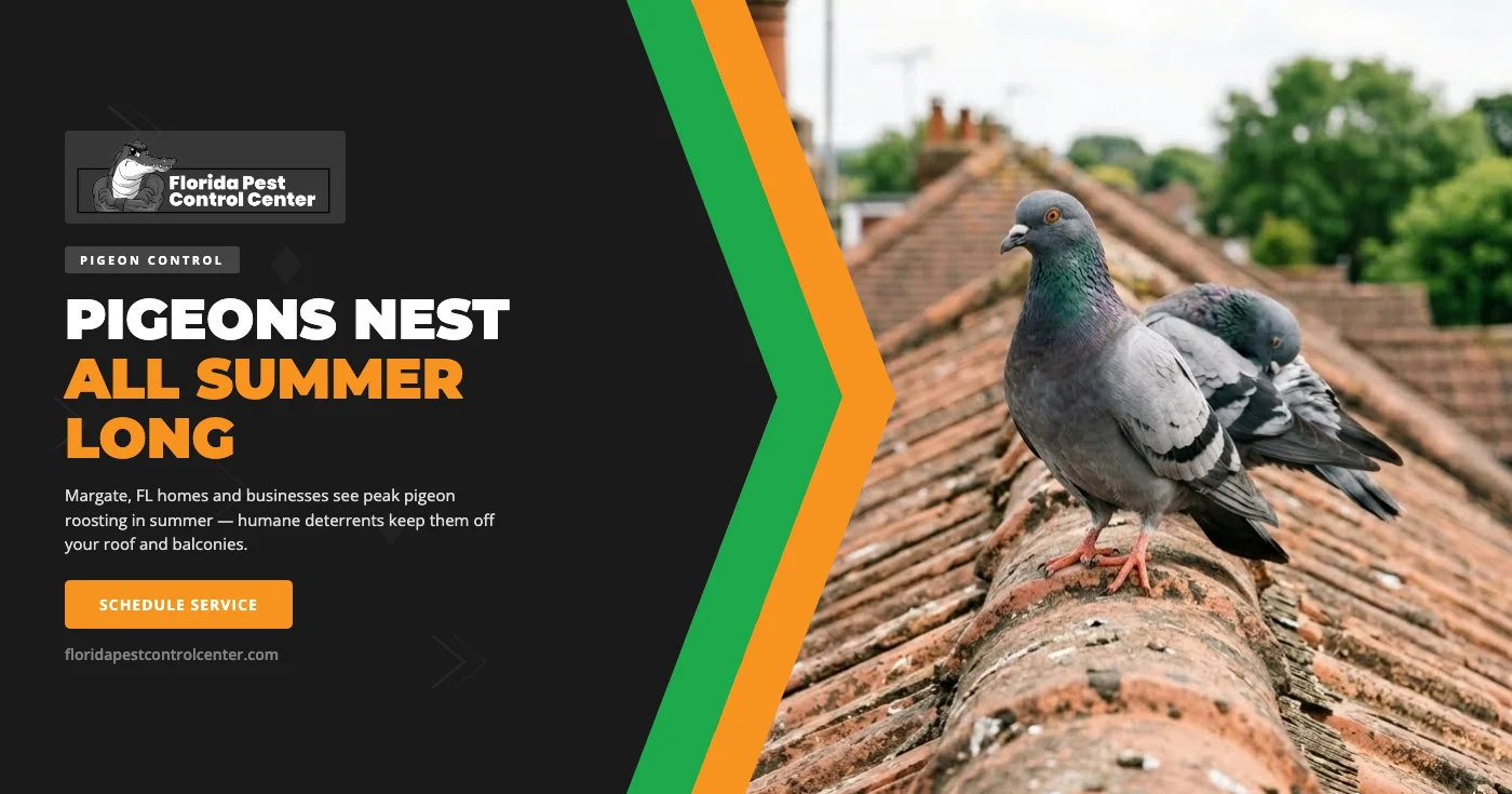 Summer Pigeon Control in Margate, FL