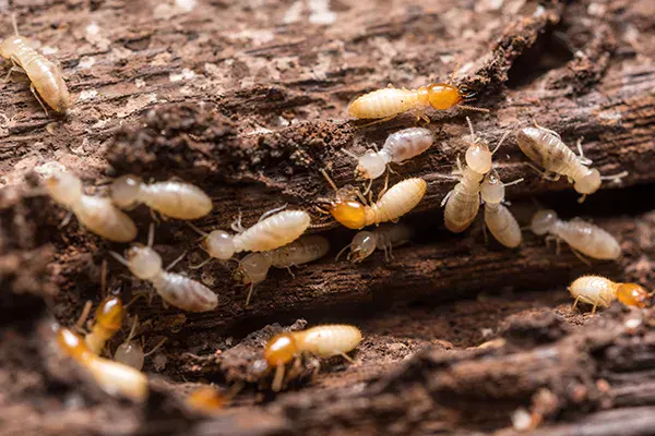 Termites tunneling in wood