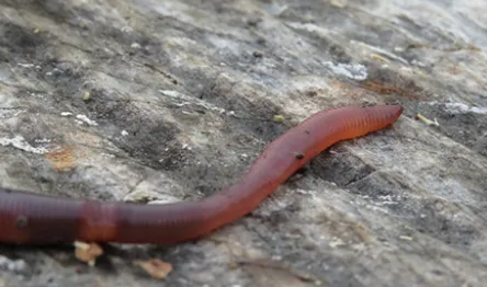 Earthworm on wood