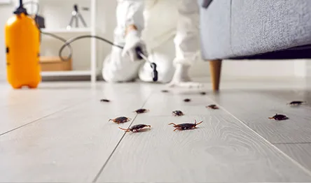 Pest control spraying roaches
