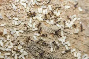 Ants with larvae on surface