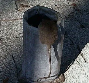 Rodent Control in Fort Lauderdale, FL