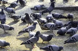 Pigeons in sunny area