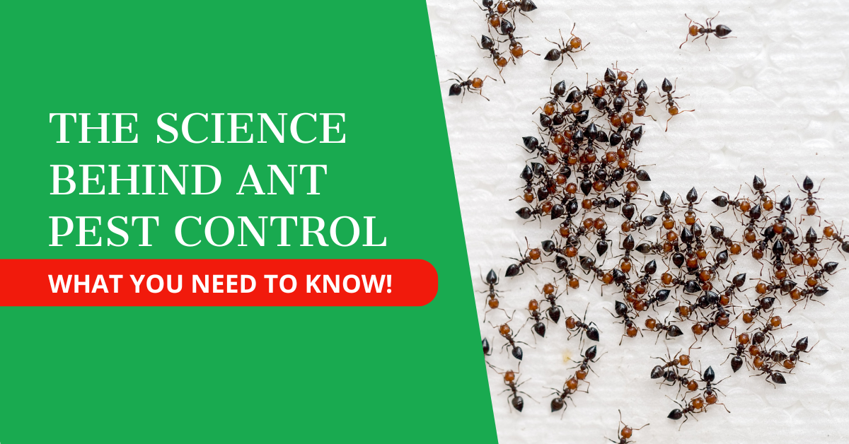 The Science Behind Ant Pest Control. What You Need to Know!