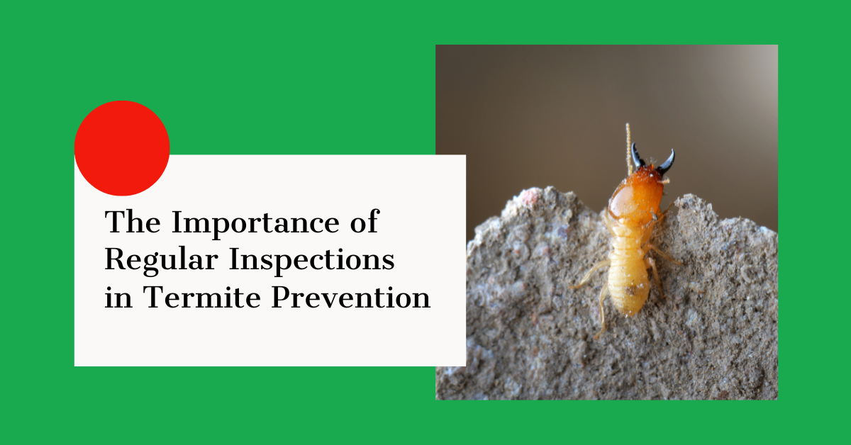 The Importance of Regular Inspections in Termite Prevention