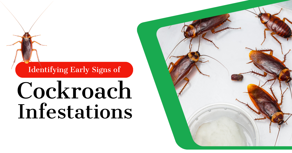 Identifying Early Signs of Cockroach Infestations
