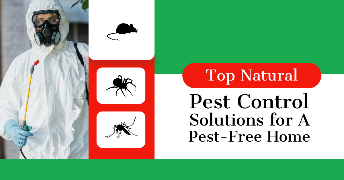 Top Natural Pest Control Solutions for a Pest-Free Home
