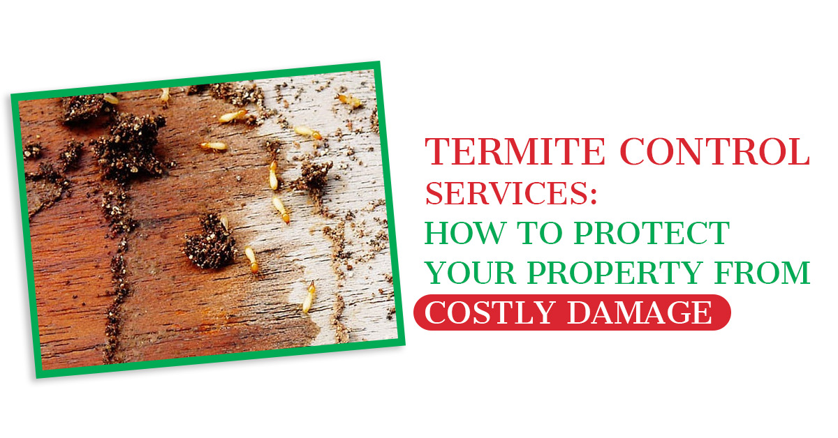 Termite Control Services: How to Protect Your Property from Costly Damage