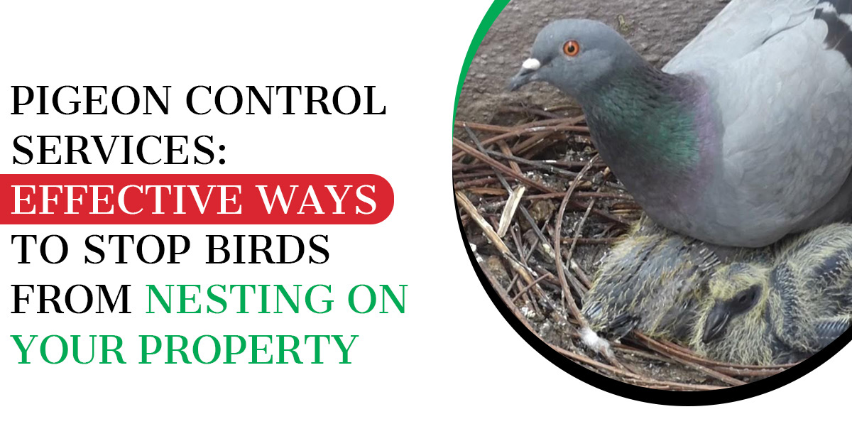 Pigeon Control Services: Effective Ways to Stop Birds from Nesting on Your Property